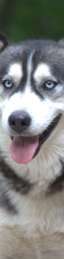 bonnie – Hund, Weibchen, 4 Jahre, Ungarn – Foto 9