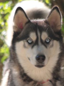 bonnie – Hund, Weibchen, 4 Jahre, Ungarn – Foto 10