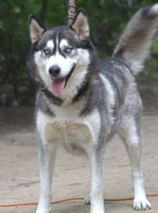 bonnie – Hund, Weibchen, 4 Jahre, Ungarn – Foto 11