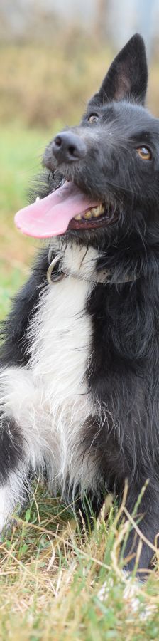 magnus – Mischling, Männchen, 4 Jahre, Ungarn – Foto 5