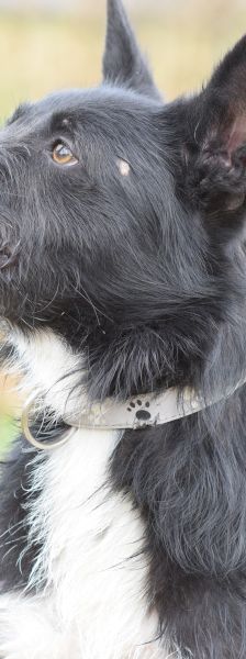 magnus – Mischling, Männchen, 4 Jahre, Ungarn – Foto 6