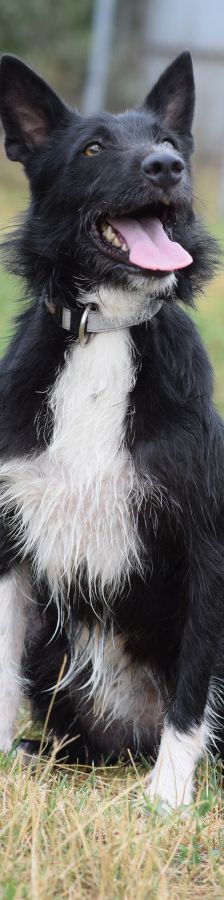 magnus – Mischling, Männchen, 4 Jahre, Ungarn – Foto 7