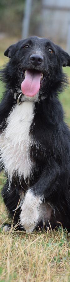 magnus – Mischling, Männchen, 4 Jahre, Ungarn – Foto 8