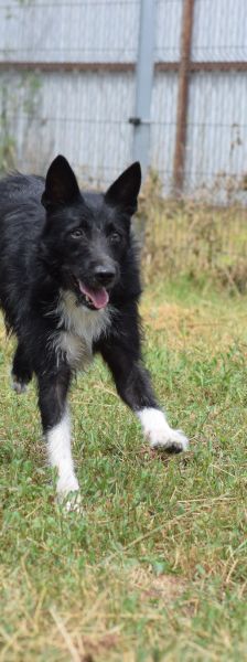 magnus – Mischling, Männchen, 4 Jahre, Ungarn – Foto 9