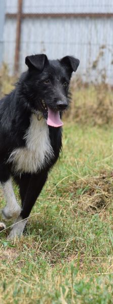 magnus – Mischling, Männchen, 4 Jahre, Ungarn – Foto 10