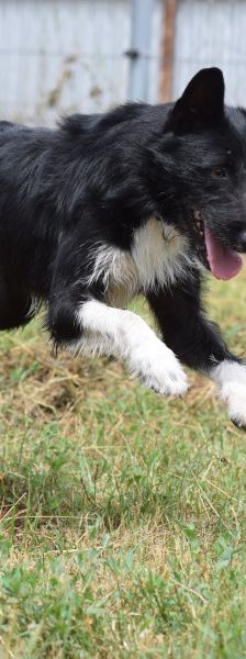 magnus – Mischling, Männchen, 4 Jahre, Ungarn – Foto 11