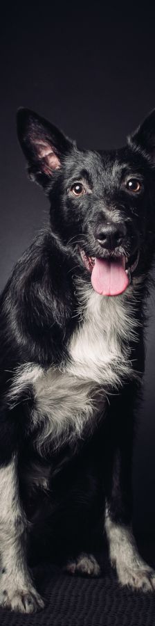 magnus – Mischling, Männchen, 4 Jahre, Ungarn – Foto 12