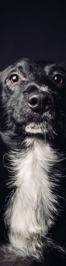 magnus – Mischling, Männchen, 4 Jahre, Ungarn – Foto 13
