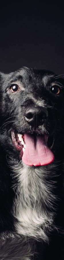 magnus – Mischling, Männchen, 4 Jahre, Ungarn – Foto 14