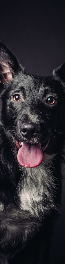 magnus – Mischling, Männchen, 4 Jahre, Ungarn – Foto 15