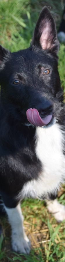 magnus – Mischling, Männchen, 4 Jahre, Ungarn – Foto 16