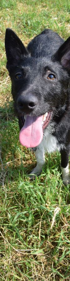 magnus – Mischling, Männchen, 4 Jahre, Ungarn – Foto 17