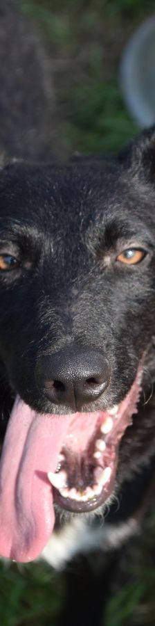 magnus – Mischling, Männchen, 4 Jahre, Ungarn – Foto 18