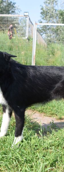 magnus – Mischling, Männchen, 4 Jahre, Ungarn – Foto 20