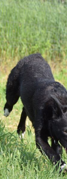 magnus – Mischling, Männchen, 4 Jahre, Ungarn – Foto 21