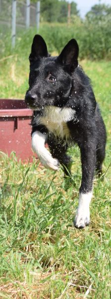magnus – Mischling, Männchen, 4 Jahre, Ungarn – Foto 22