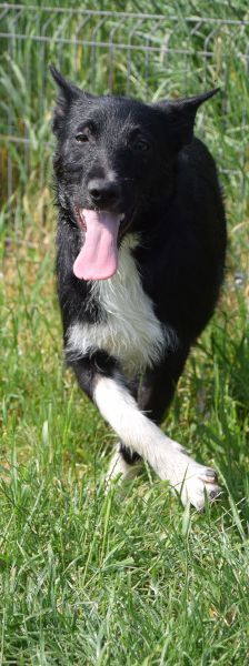 magnus – Mischling, Männchen, 4 Jahre, Ungarn – Foto 23