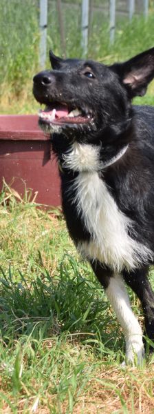magnus – Mischling, Männchen, 4 Jahre, Ungarn – Foto 24