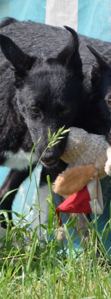 magnus – Mischling, Männchen, 4 Jahre, Ungarn – Foto 25