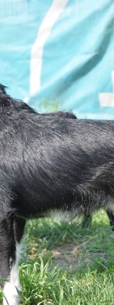 magnus – Mischling, Männchen, 4 Jahre, Ungarn – Foto 26