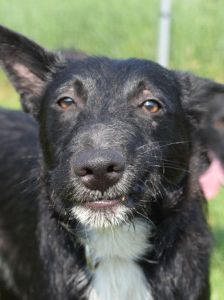 magnus – Mischling, Männchen, 4 Jahre, Ungarn – Foto 27