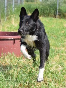 magnus – Mischling, Männchen, 4 Jahre, Ungarn – Foto 28