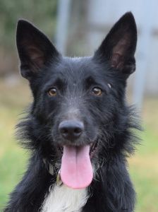 magnus – Mischling, Männchen, 4 Jahre, Ungarn – Foto 29