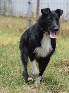 magnus – Mischling, Männchen, 4 Jahre, Ungarn – Foto 30