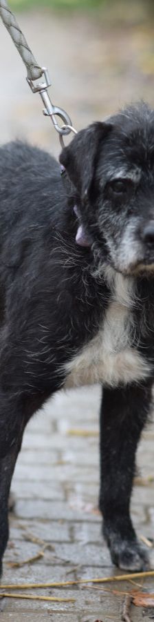 Opa Kalmann – Mischling, Männchen, 13 Jahre, Ungarn – Foto 1