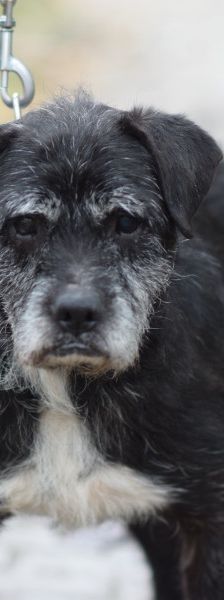 Opa Kalmann – Mischling, Männchen, 13 Jahre, Ungarn – Foto 2