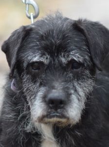 Opa Kalmann – Mischling, Männchen, 13 Jahre, Ungarn – Foto 6