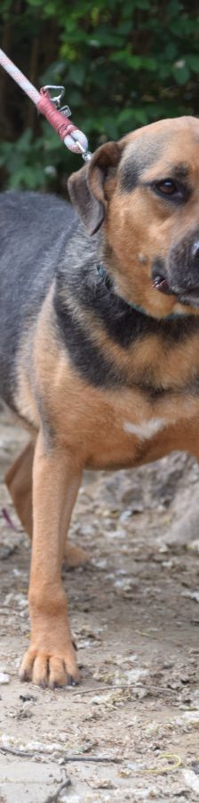 persil – Mischling, Männchen, 4 Jahre, Ungarn – Foto 5