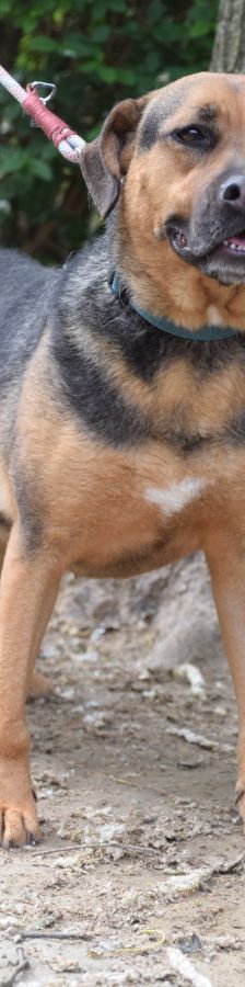 persil – Mischling, Männchen, 4 Jahre, Ungarn – Foto 6