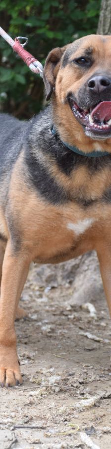 persil – Mischling, Männchen, 4 Jahre, Ungarn – Foto 7