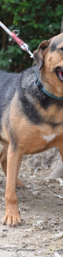 persil – Mischling, Männchen, 4 Jahre, Ungarn – Foto 8