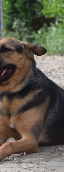 persil – Mischling, Männchen, 4 Jahre, Ungarn – Foto 9