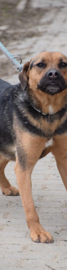 persil – Mischling, Männchen, 4 Jahre, Ungarn – Foto 12