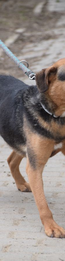 persil – Mischling, Männchen, 4 Jahre, Ungarn – Foto 14