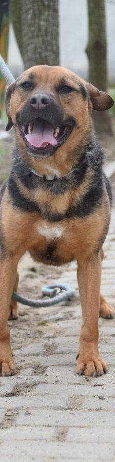 persil – Mischling, Männchen, 4 Jahre, Ungarn – Foto 15