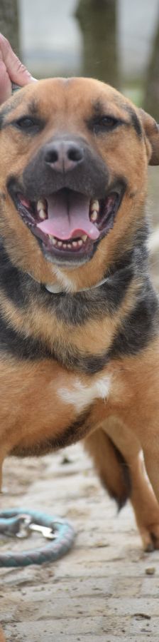 persil – Mischling, Männchen, 4 Jahre, Ungarn – Foto 16