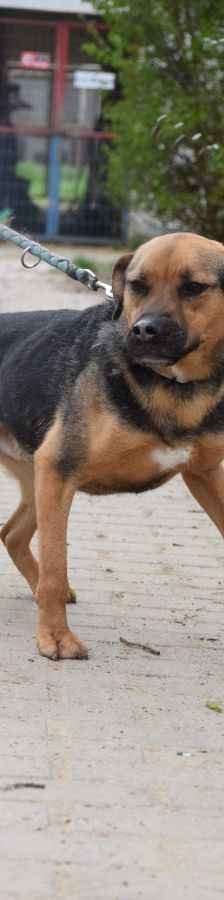 persil – Mischling, Männchen, 4 Jahre, Ungarn – Foto 17
