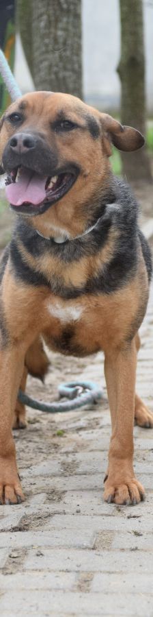 persil – Mischling, Männchen, 4 Jahre, Ungarn – Foto 18