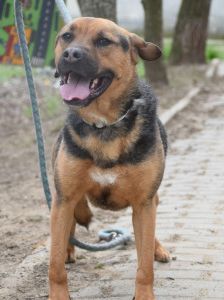 persil – Mischling, Männchen, 4 Jahre, Ungarn – Foto 19