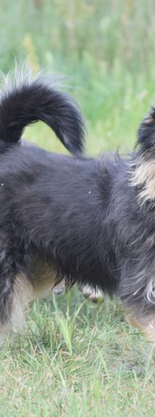 timmy – Mischling, Unbekannt, 6 Jahre, Ungarn – Foto 1