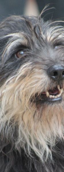 timmy – Mischling, Unbekannt, 6 Jahre, Ungarn – Foto 2