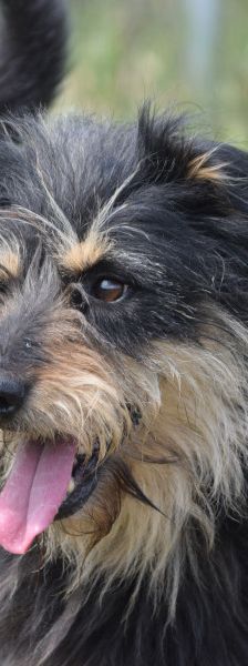 timmy – Mischling, Unbekannt, 6 Jahre, Ungarn – Foto 3