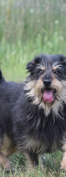 timmy – Mischling, Unbekannt, 6 Jahre, Ungarn – Foto 5