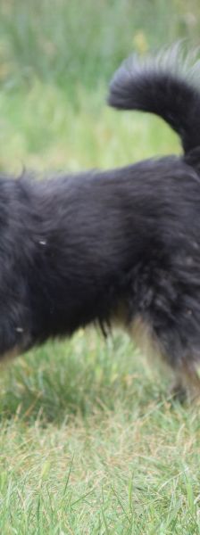 timmy – Mischling, Unbekannt, 6 Jahre, Ungarn – Foto 6