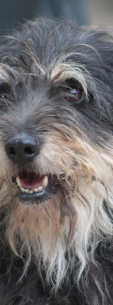 timmy – Mischling, Unbekannt, 6 Jahre, Ungarn – Foto 7