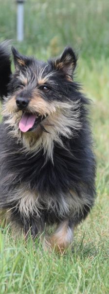 timmy – Mischling, Unbekannt, 6 Jahre, Ungarn – Foto 8
